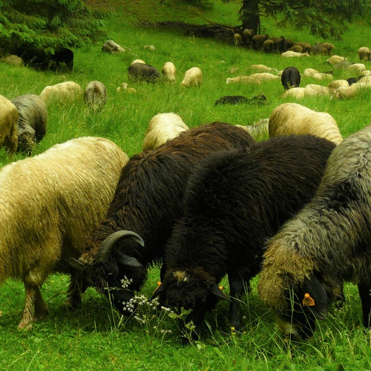 Tradycyjny wypas owiec w Karpatach – redyk 2023