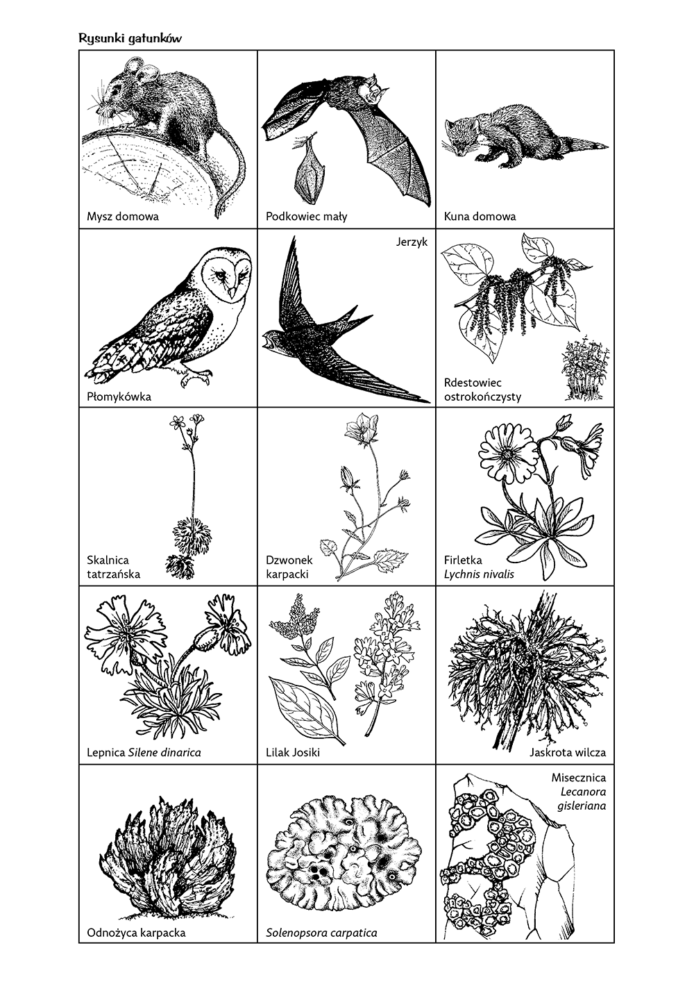 Różnorodność biologiczna - rysunki gatunków