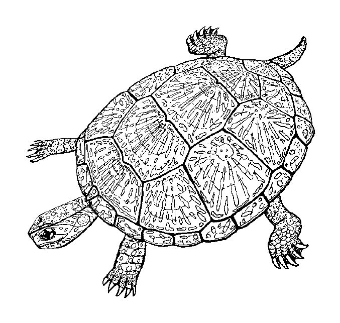 Papierowy żółw